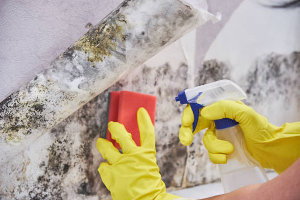 Best Mold Documentation for Insurance Claims  in Ballston Spa, NY